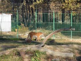 Marți, 9 august 2022 - intrare gratuită la Zoo Pitești