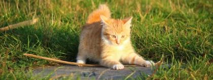 20 de lucruri despre pisici, pe care trebuie să le știi