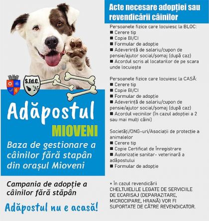 Doriți să adoptați un câine din adăpostul Mioveni?  Iată ce trebuie să faceți...