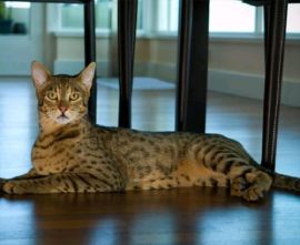 Royal Ashera - cea mai scumpă pisică din lume. Prețul este imens…