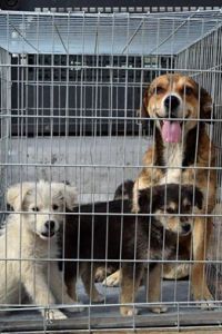 Autorităţile din Mioveni vor iniţia o campanie de adopţii pentru câinii fără stăpân