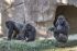 Un angajat al Zoo Safari Park a infectat opt gorile cu Covid 19