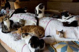 Piteșteancă amendată pentru că are 18 pisici în casă